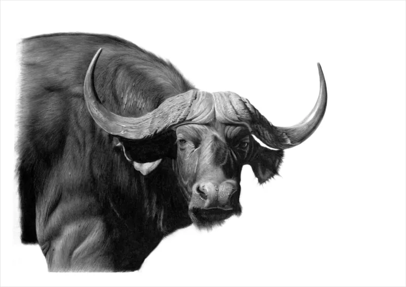 &quot;Chobe Boss&quot; -Limited Edition Print on Fine Art Paper