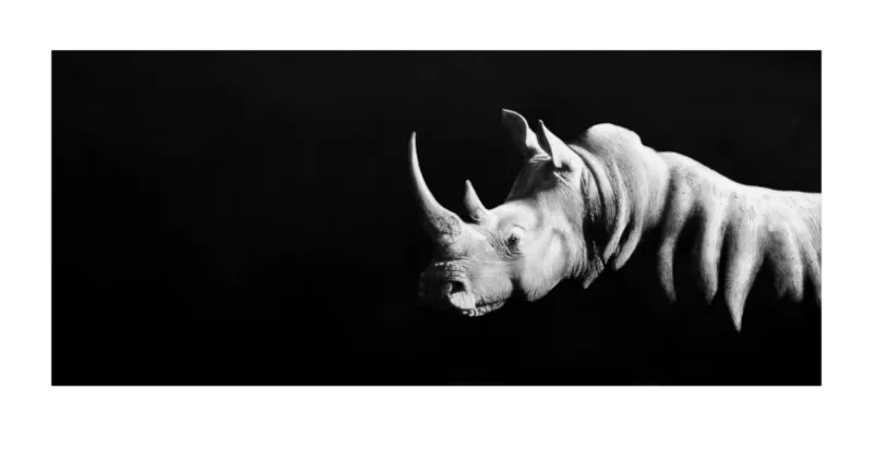 &quot;Emerge&quot; -Limited Edition Print on Fine Art Paper