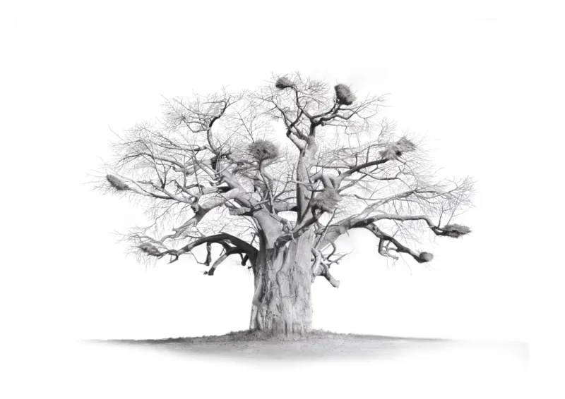 &quot;Hackthorne Sentinel&quot; -Limited Edition Print on Fine Art Paper