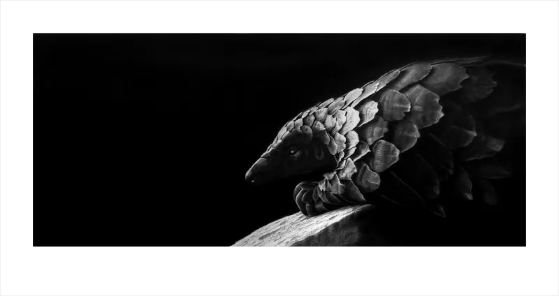 &quot;Emergere&quot; -Limited Edition Print on Fine Art Paper