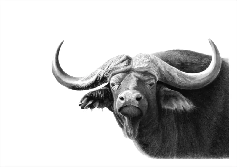 &quot;Hector&quot; -Limited Edition Print on Fine Art Paper