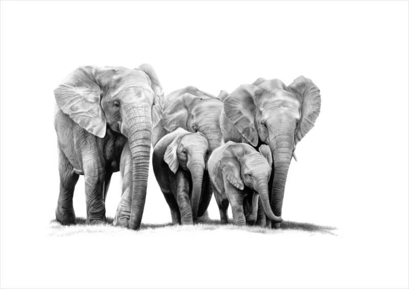 &quot;Jumbo Jaunt&quot; -Limited Edition Print on Fine Art Paper