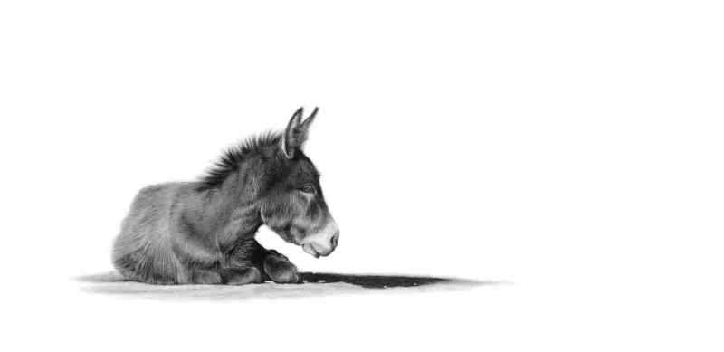 &quot;Little Donkey&quot; -Limited Edition Print on Fine Art Paper