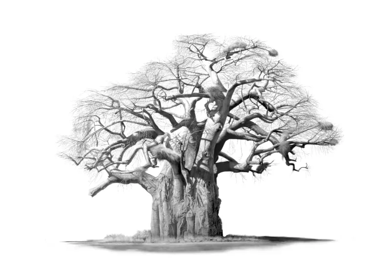 &quot;Methuselah&quot; -Limited Edition Print on Fine Art Paper