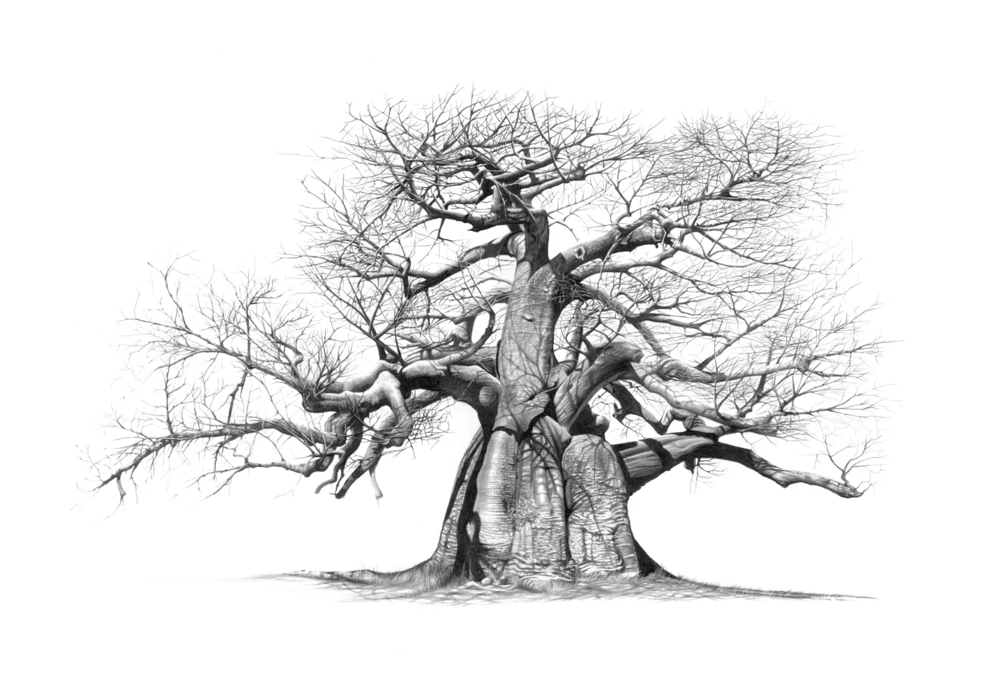 &quot;Mowana&quot; -Limited Edition Print on Fine Art Paper