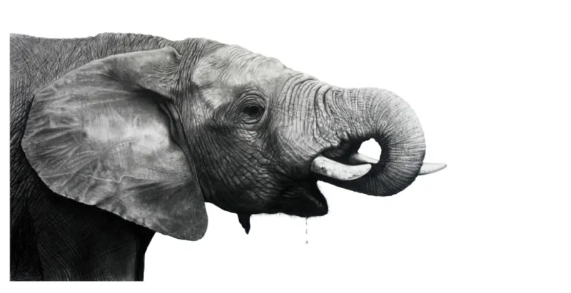 &quot;Thirsty&quot; -Limited Edition Print on Fine Art Paper