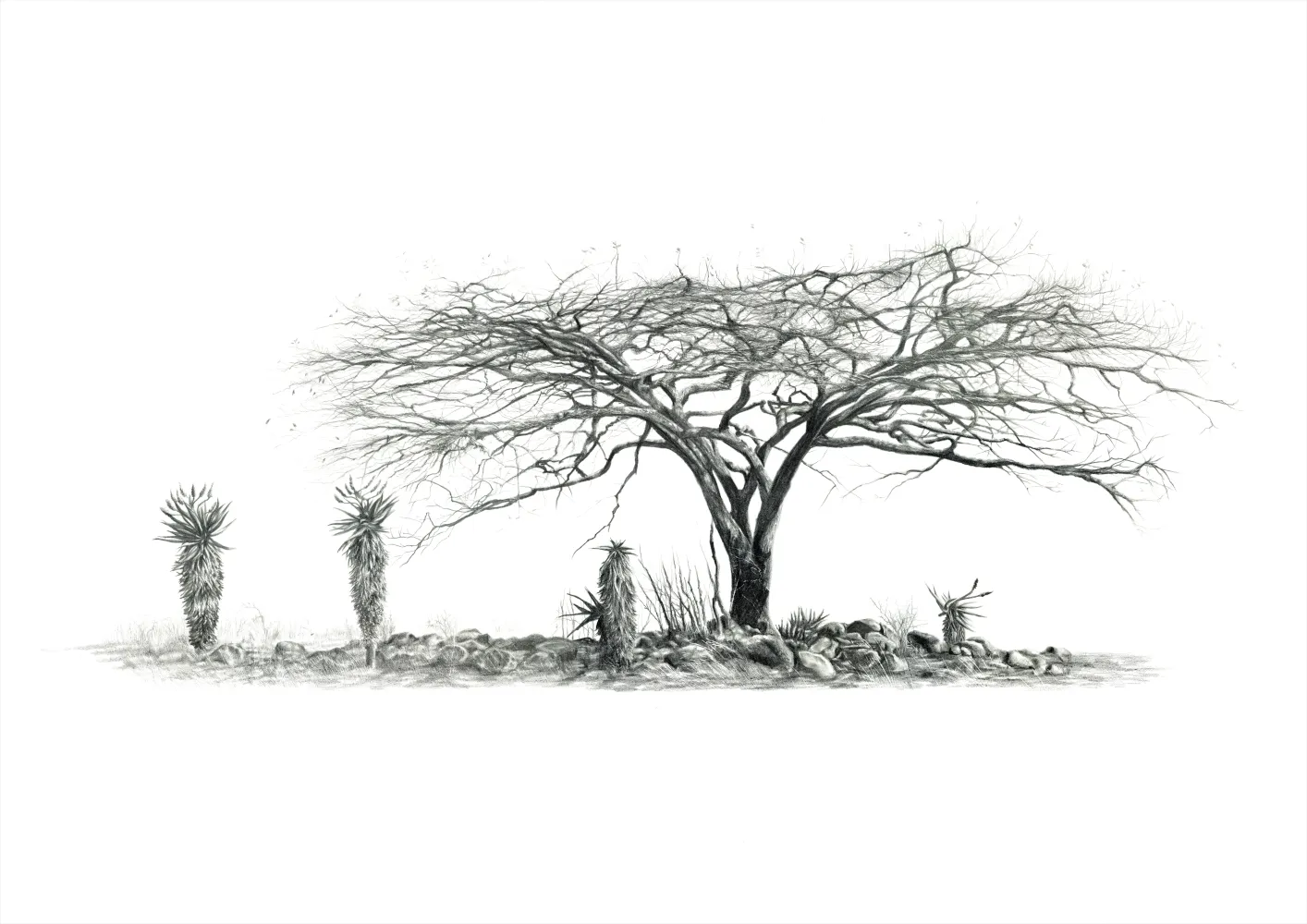 &quot;Aloe Thicket&quot; -Limited Edition Print on Fine Art Paper