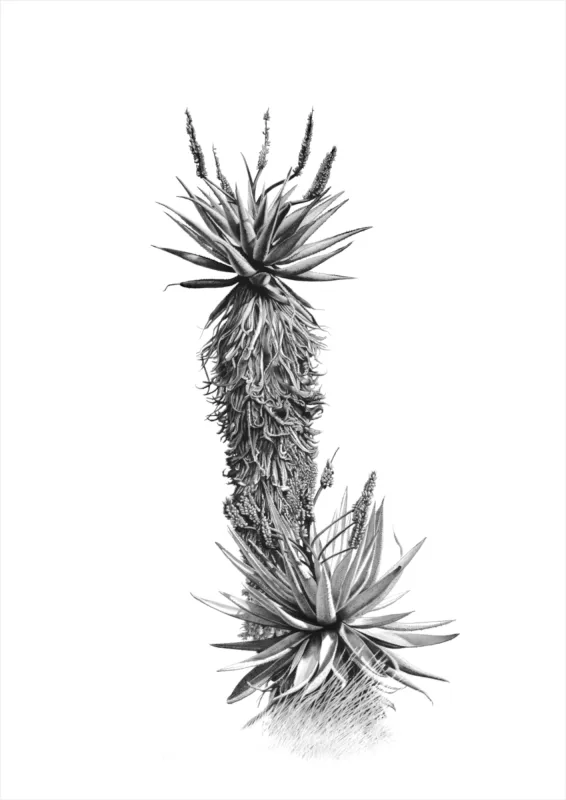 &quot;Aloes&quot; -Limited Edition Print on Fine Art Paper