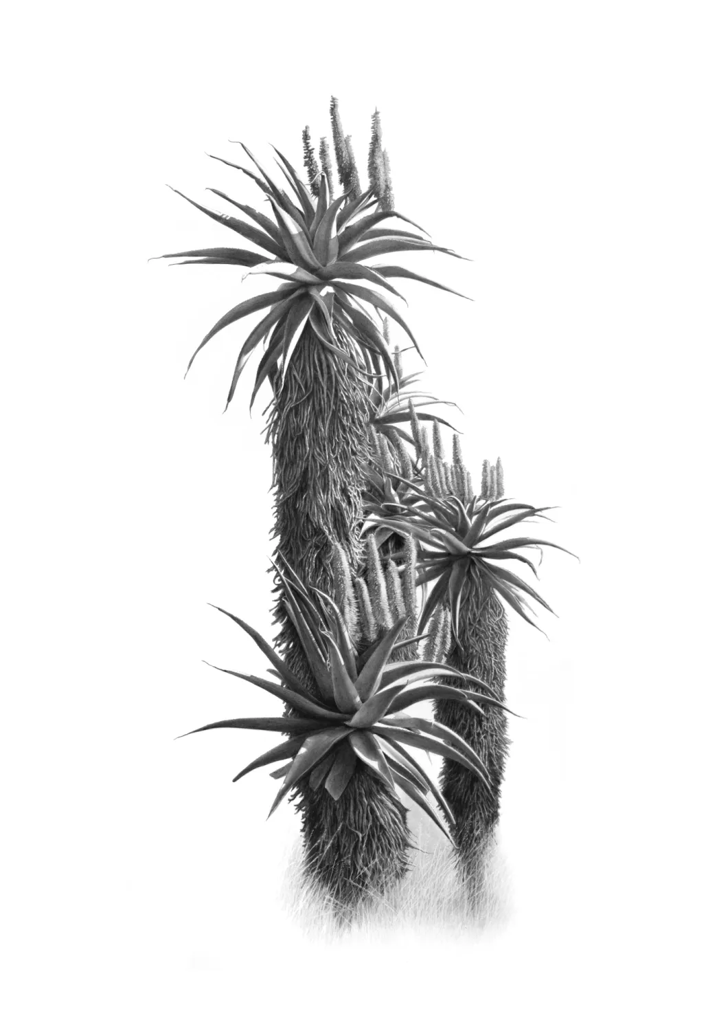 &quot;Aloe Cluster&quot; -Limited Edition Print on Fine Art Paper