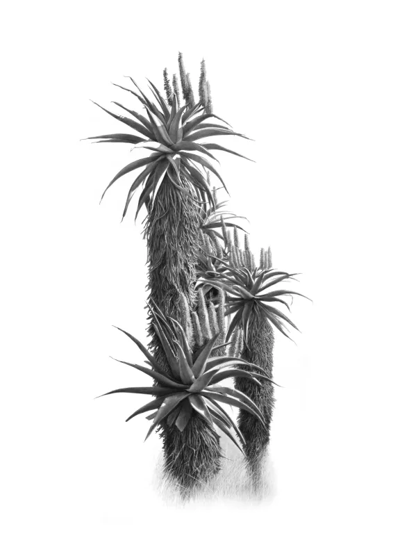 &quot;Aloe Cluster&quot; -Limited Edition Print on Fine Art Paper