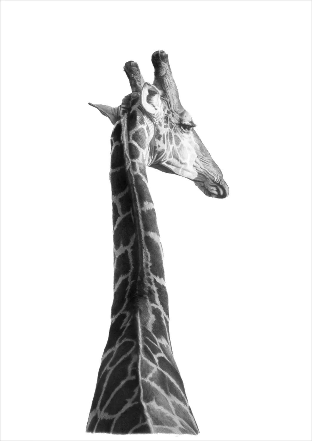 &quot;Altus&quot; -Limited Edition Print on Fine Art Paper