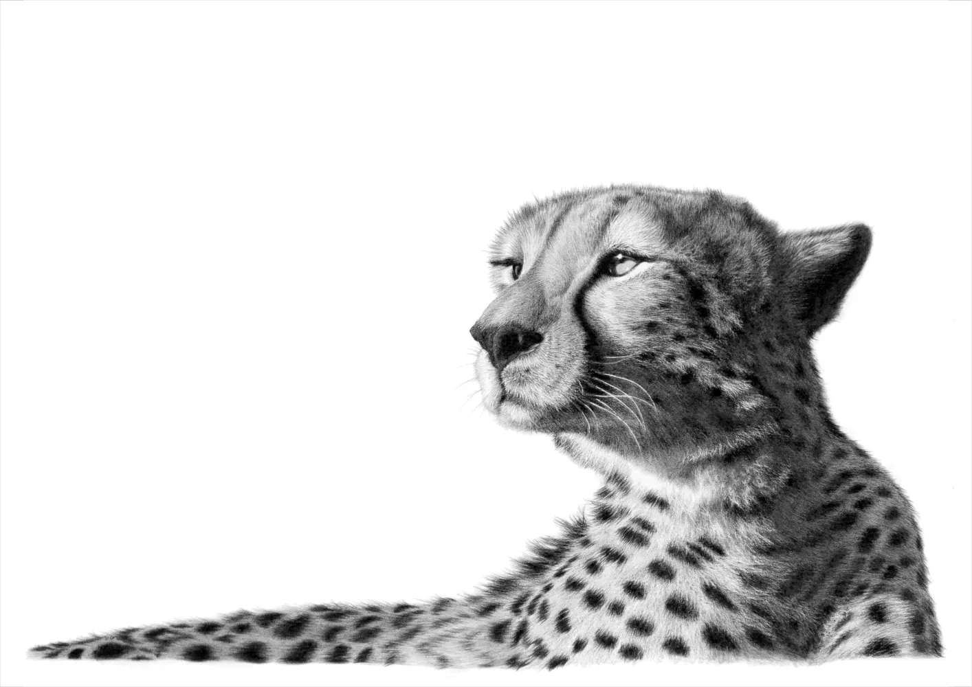 &quot;Zuka Cheetah&quot; -Limited Edition Print on Fine Art Paper