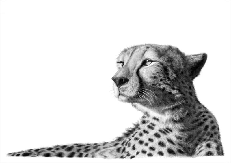 &quot;Zuka Cheetah&quot; -Limited Edition Print on Fine Art Paper