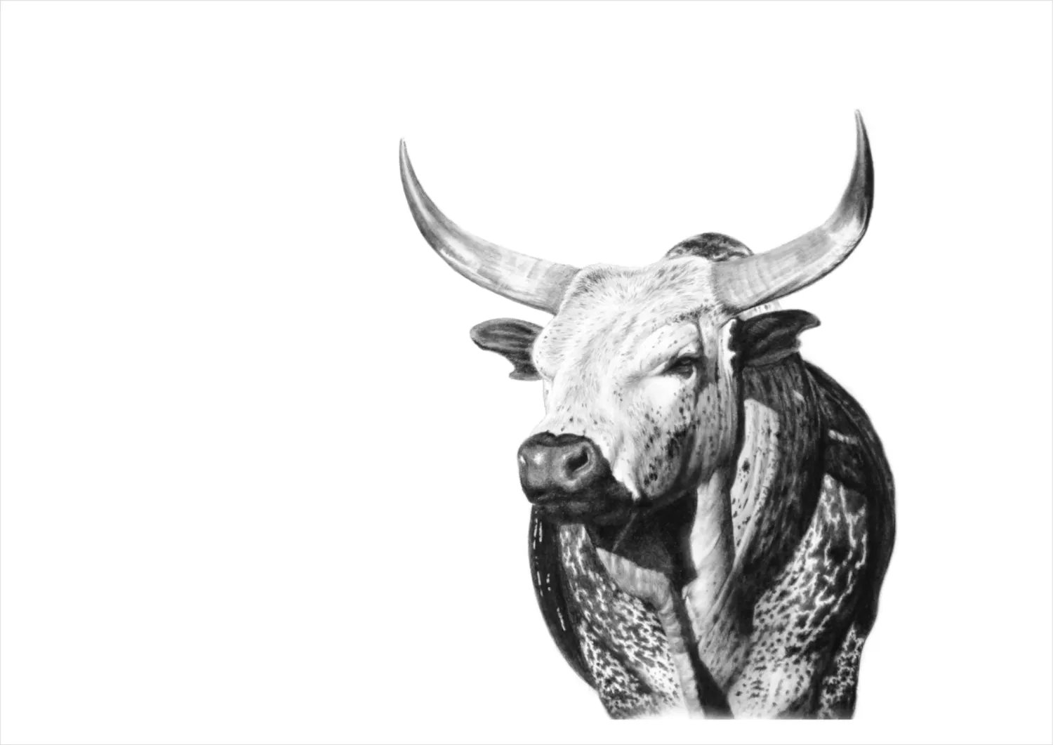 &quot;Tusk the Bull&quot; -Limited Edition Print on Fine Art Paper