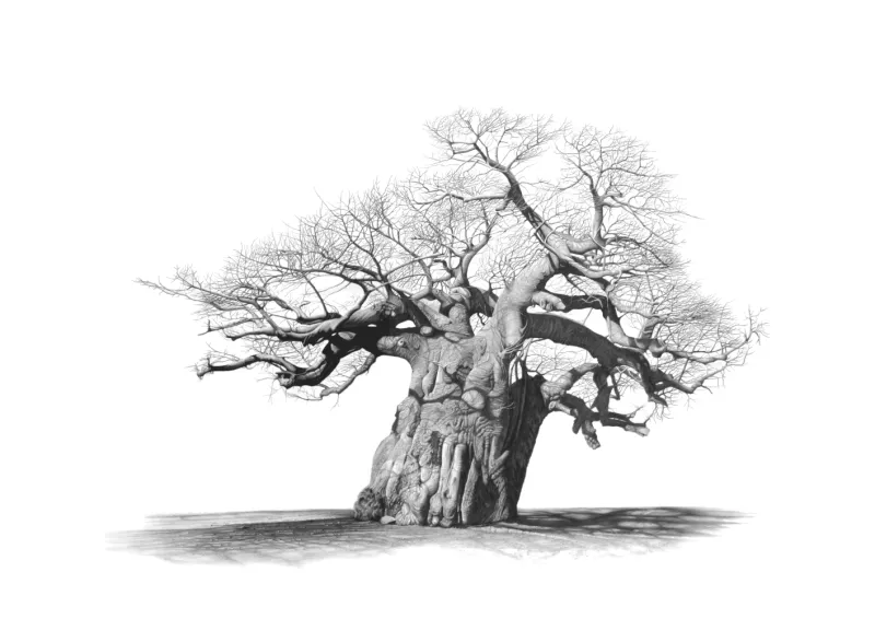 "Timbavati Sentinel" - A2 Limited Edition Print on Fine Art Paper