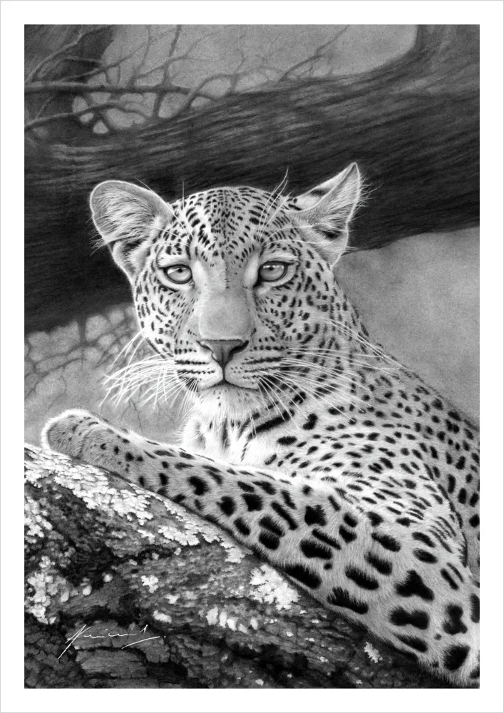 "Captivated" - A2 Limited Edition Print on Fine Art Paper