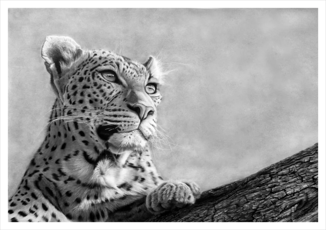 "Serene Highness" - A2 Limited Edition Print on Fine Art Paper