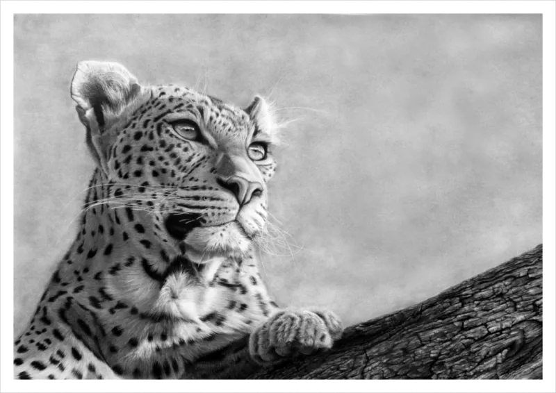 "Serene Highness" - A2 Limited Edition Print on Fine Art Paper