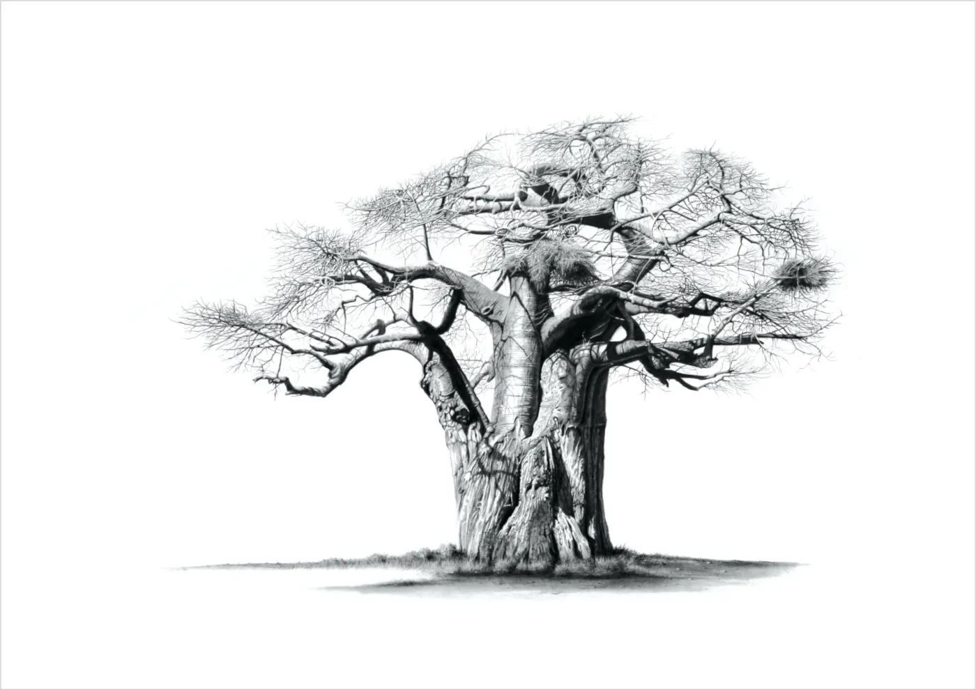 "Baobab Ridge Sentinel" - A2 Limited Edition Print on Fine Art Paper