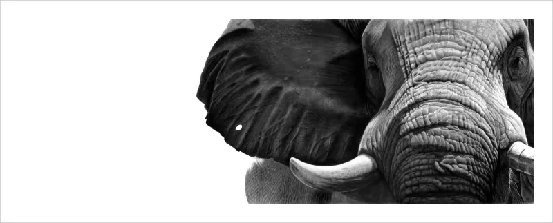 "Majestic" - 841mm x 285mm Limited Edition Print on Fine Art Paper