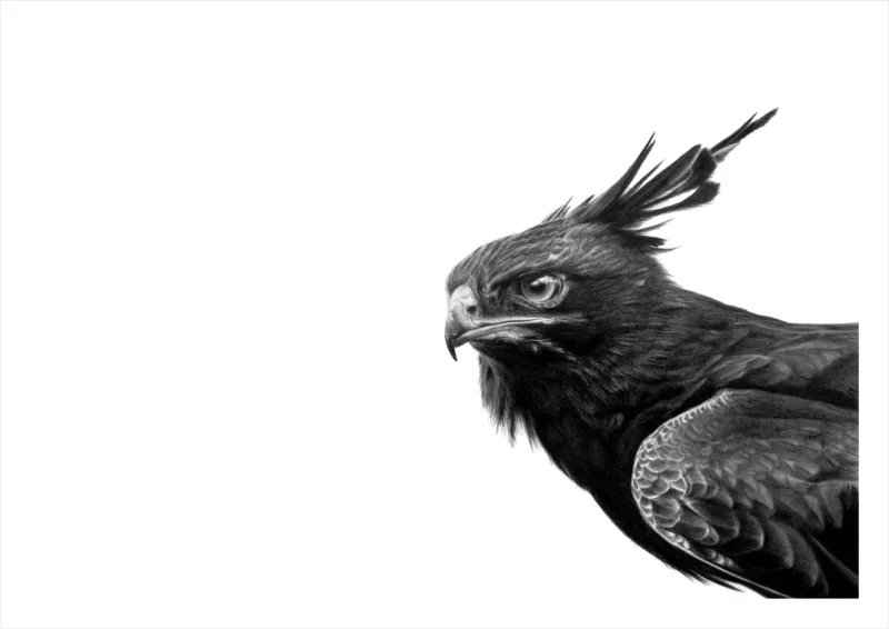 "Orion" - A2 Limited Edition Print on Fine Art Paper