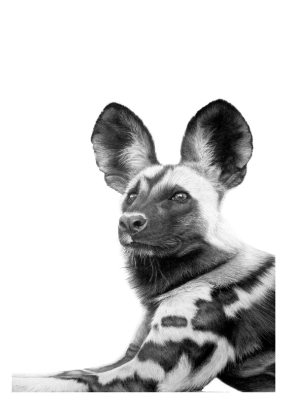 "Wild Dog" - A2 Limited Edition Print on Fine Art Paper