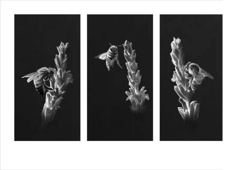 "Beeing" -Limited Edition Print on Fine Art Paper