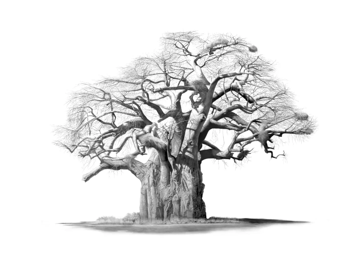 "Methuselah" - A2 Limited Edition Print on Fine Art Paper