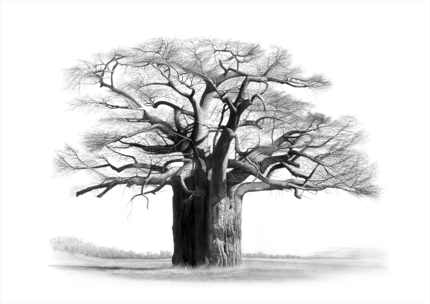 "Musina" - A2 Limited Edition Print on Fine Art Paper