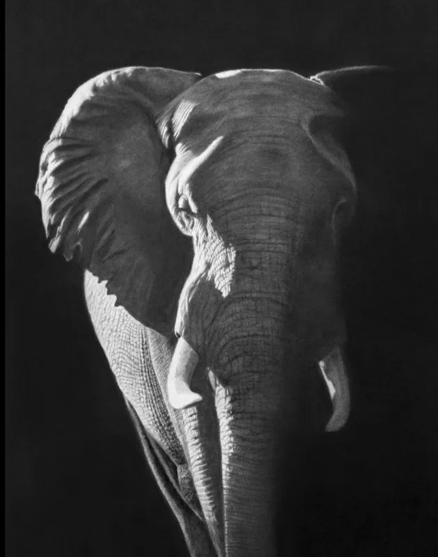 "Chiaro" - Original Pencil Art