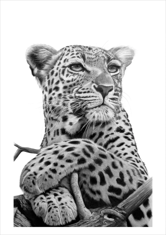 "Enigma" - A2 Limited Edition Print on Fine Art Paper