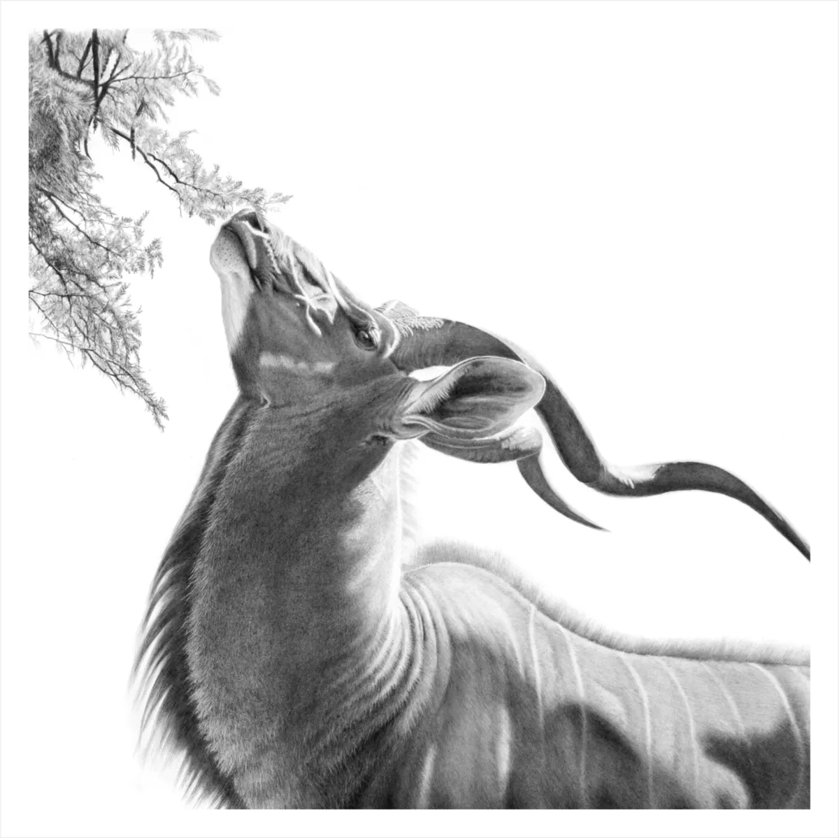 "Just Browsing" - 420mm x 420mm Limited Edition Print on Fine Art Paper