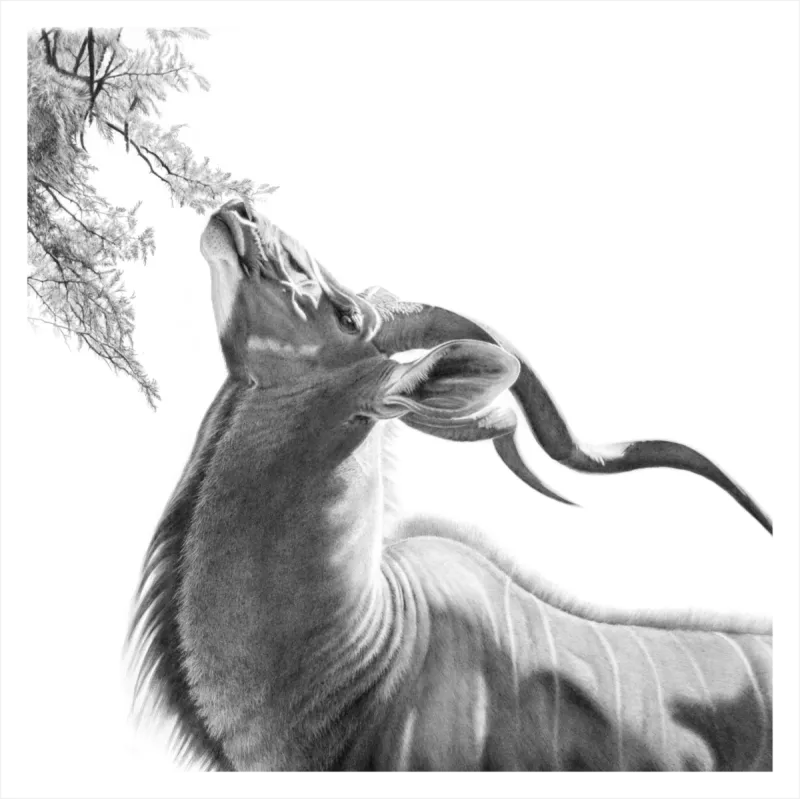"Just Browsing" - 420mm x 420mm Limited Edition Print on Fine Art Paper