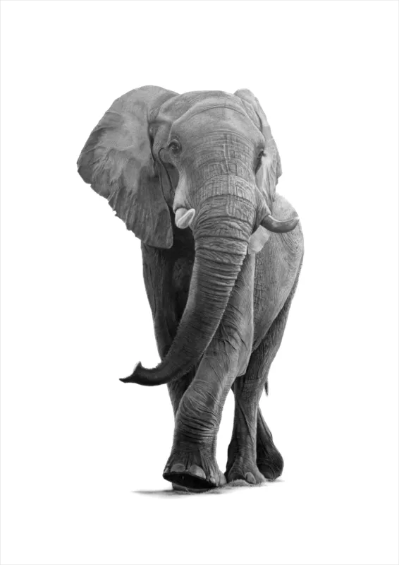 "Bhoza" -A2 Limited Edition Print on Fine Art Paper