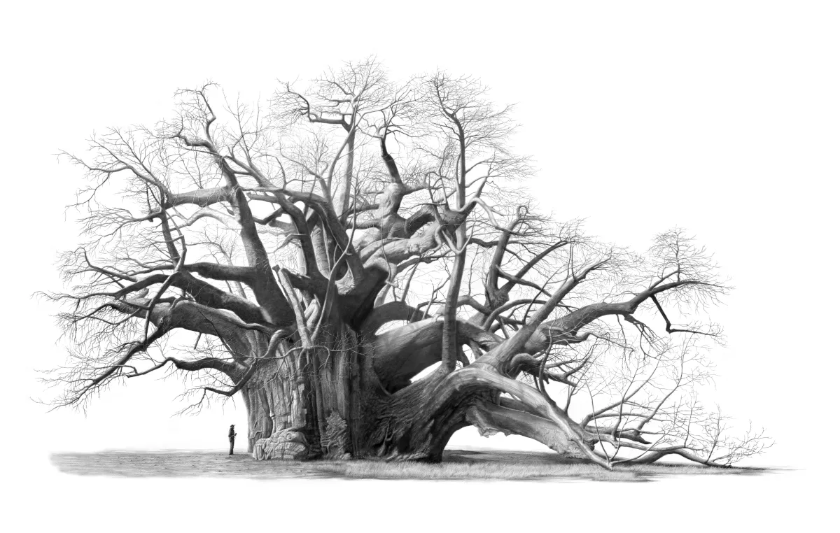 "Sagole" - Original Pencil Artwork by Howick based artist Vincent Reid