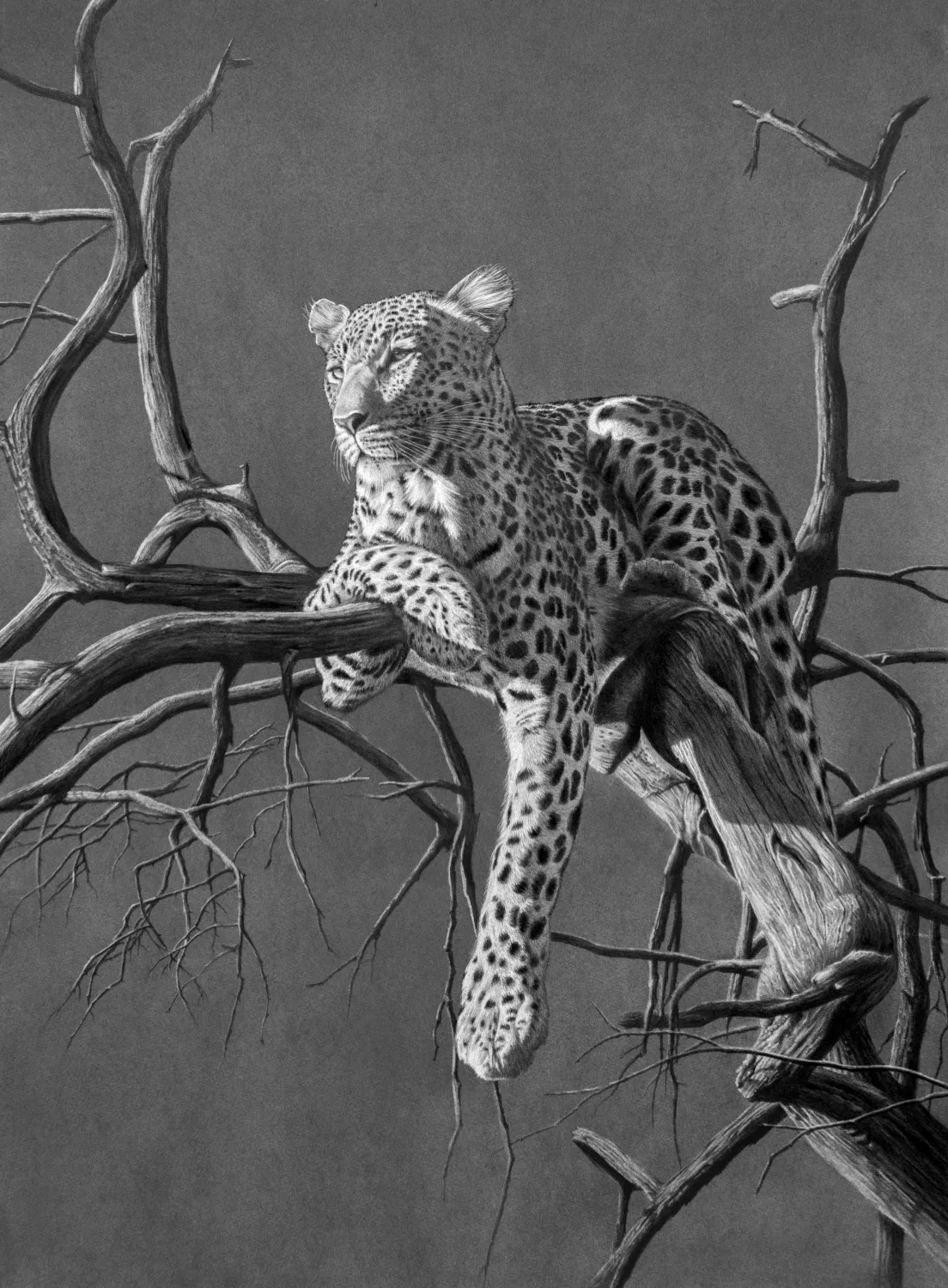 "Soft Gaze" - Original Pencil Artwork by Howick based artist Vincent Reid