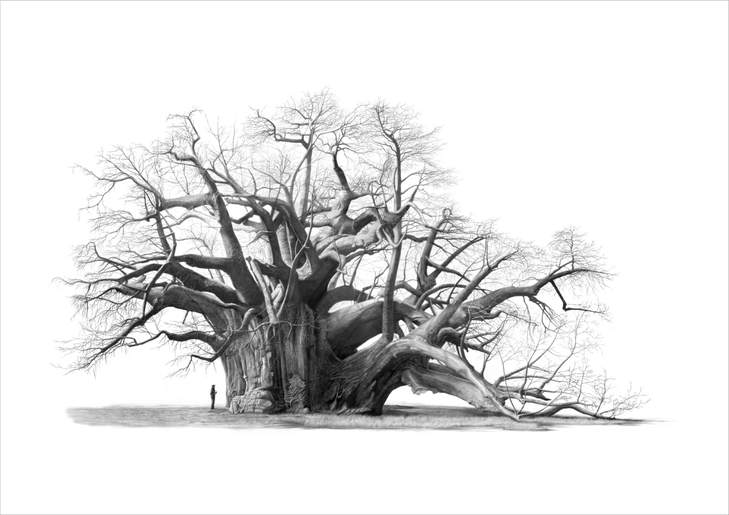 "Sagole" - A2 Limited Edition Print on Fine Art Paper