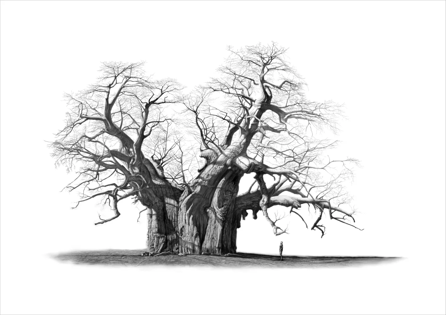 "Sagole" - A2 Limited Edition Print on Fine Art Paper