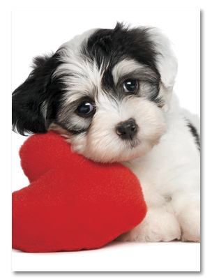 B&amp;W puppy w/ red heart