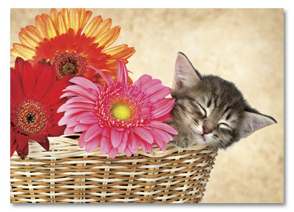 Kitten in basket with flowers