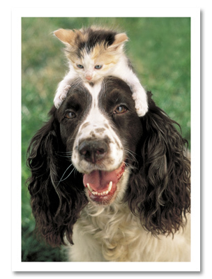 Kitten on dogs head