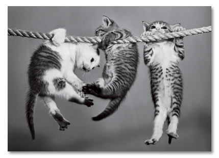 Kittens on a rope