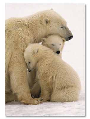 Polar bear mother and cubs