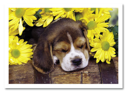 Puppy in daisies