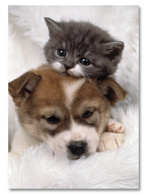 Puppy w/ Gray Kitten
