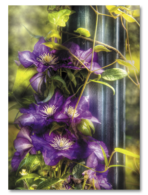Purple vine on lamp post