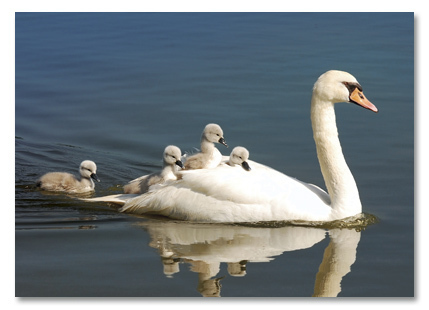 Swan with chicks
