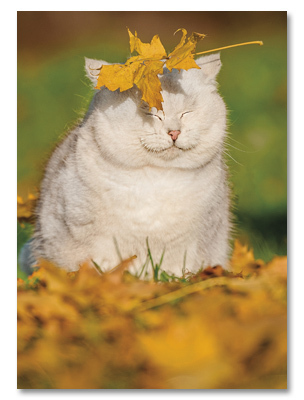 The Holistic Approach