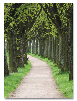 Tree lined path
