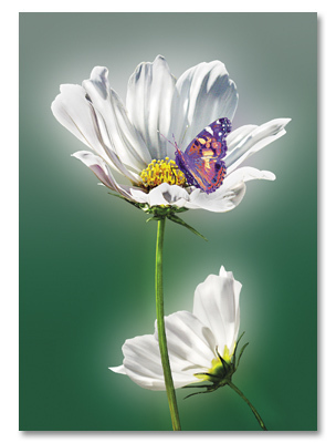 White flower w/ butterfly